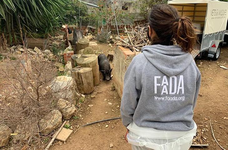 Reubican a un grupo de cerdos vietnamitas que vivía en un terreno privado en Cunit