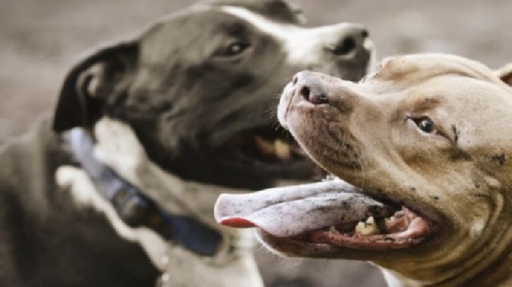 Incautan unos 60 American Bully en un criadero sin licencia en Culleredo (A Coruña)