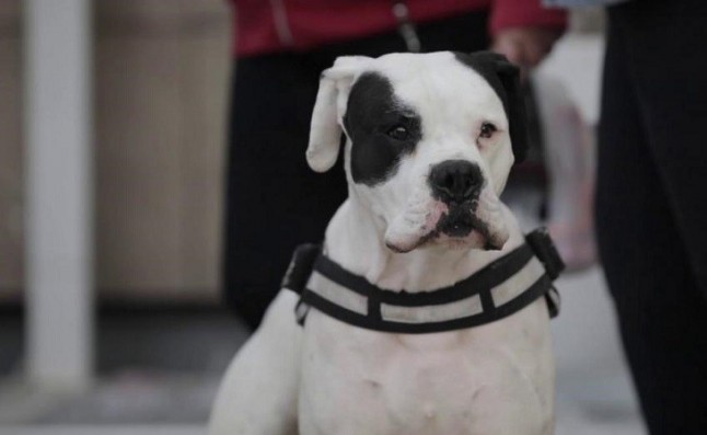 El PP promete que Sevilla será una ciudad volcada con las mascotas