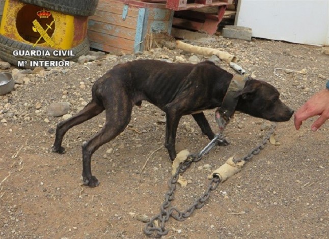 Detenido en Gran Canaria por tener siete perros en estado de abandono