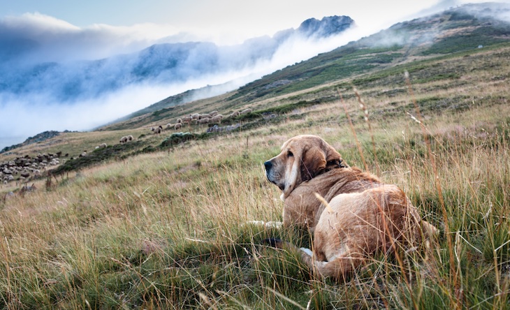Los agricultores y ganaderos madrileños y pide declarar a los perros pastores Patrimonio Cultural autonómico