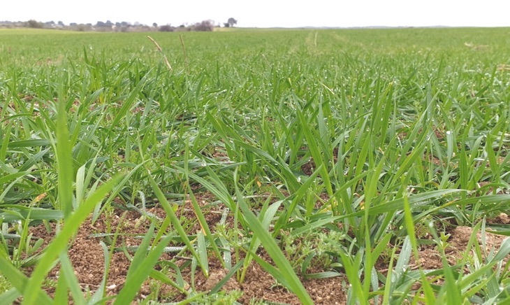 Conoces las nuevas sustancias utilizables para Agricultura Ecológica