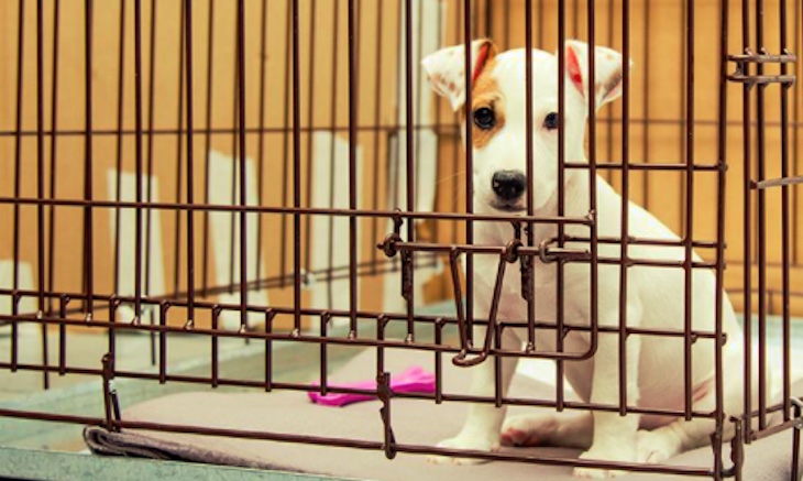 Firma la petición para detener el tráfico de animales de compañía