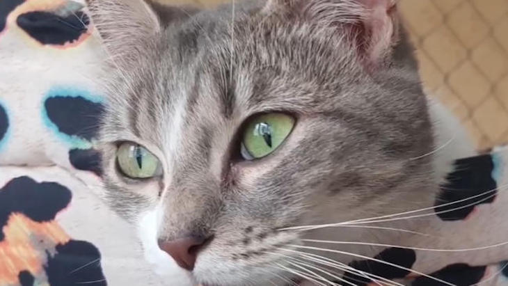 Un jovencito de Sevilla prendió fuego a una gata y le roció los ojos con colonia