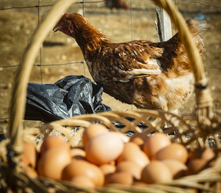 Granja La Barja dona miles de huevos ecológicos a AFAS y a las residencias de mayores de Tomelloso