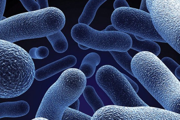 Las bacterias intestinales afectan negativamente a tu cerebro