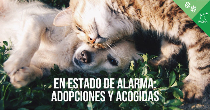 Animales de compañía. Acogidas y adopciones frente al COVID-19