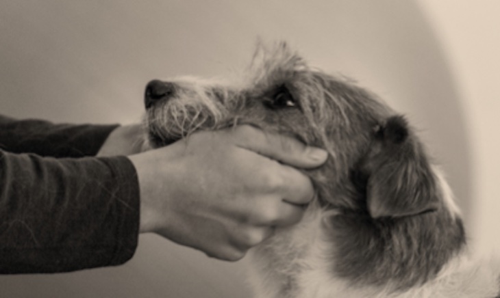 Los animales son una potente herramienta que ayuda en la reinserción de jóvenes y adolescentes