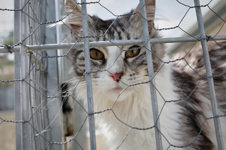 Confirman la presencia de COVID-19 en un gato en Reino Unido