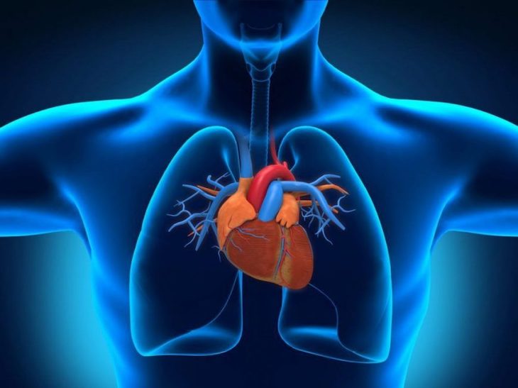 Tener grasa junto al corazón