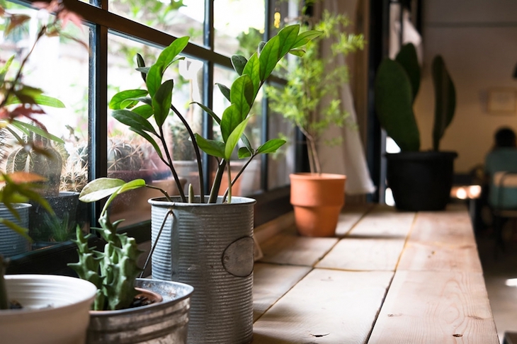 Las flores mejoran notablemente el estado de ánimo
