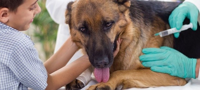 LETIPharma desarrolla una vacuna para prevenir la leishmaniosis canina