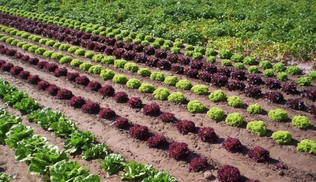 El Comité de Agricultura Ecológica de la Comunitat Valenciana (CAECV) saca pecho