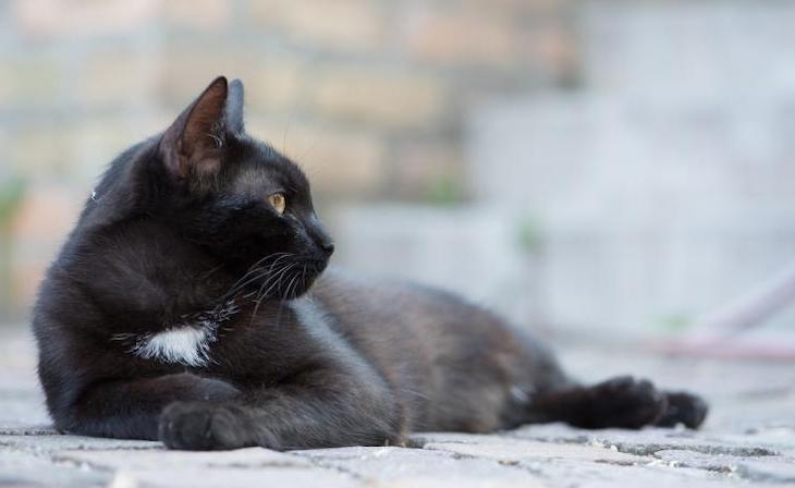 Catalunya registra el primer gato infectado con Covid-19 de España