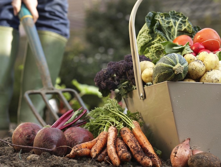 !Nos plantamos: Navarra quiere comer de su huerta!