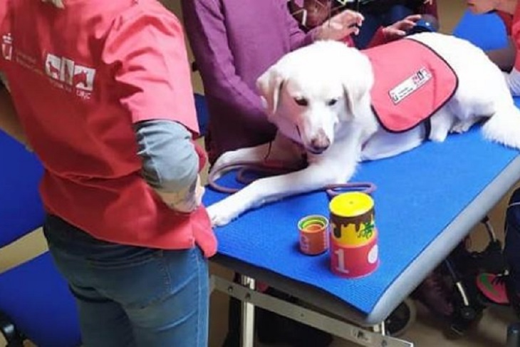 Perros los mejores amigos de los niños con diversidad funcional