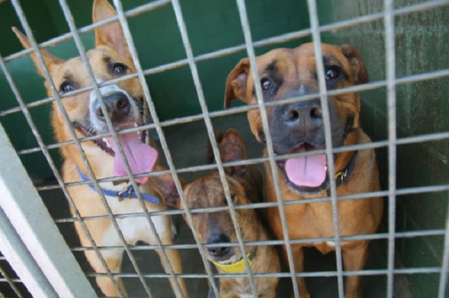 El abandono de animales de compañía se estabiliza en España