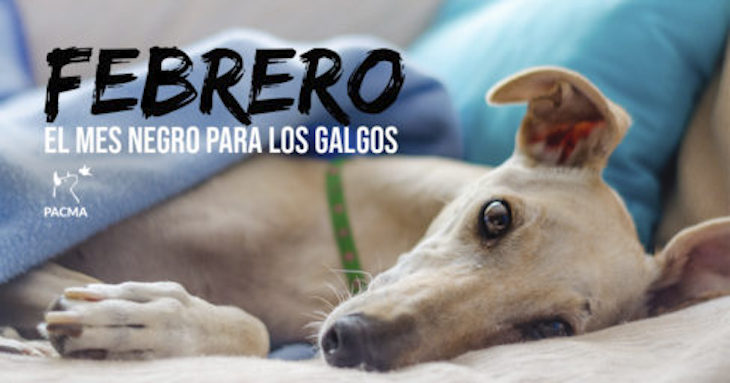 Los galgos españoles ‘tiemblan’ en febrero