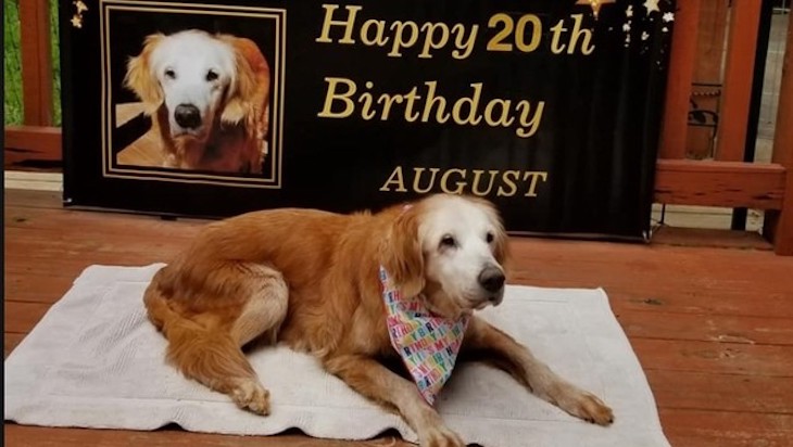 Un Golden Retriever de 20 años