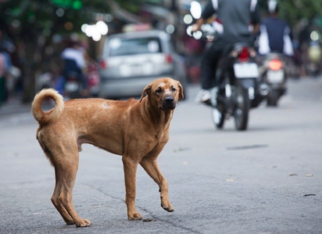 Exigen en Madrid el endurecimiento de las leyes contra el abandono animal