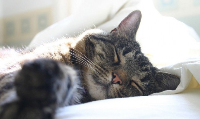 Un gato despierta a su dueña embarazada en plena crisis hipoglucémica y salva su vida