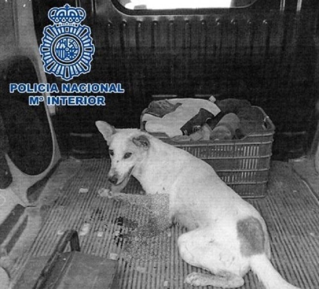 Detienen a un gracioso en Baza (Granada) por disparar con una escopeta a un perro