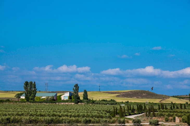 El New York International Olive Oil Competition a galardonado al aceite Navarro de ARTAJO