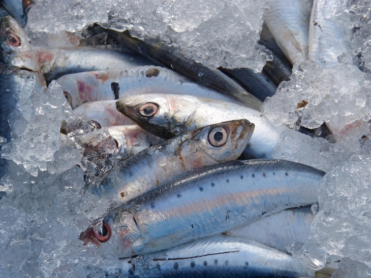 Sardinas