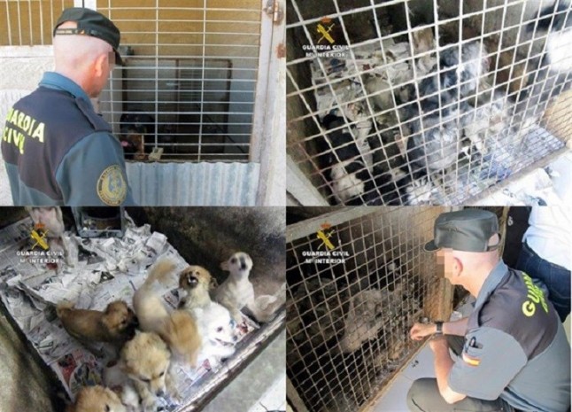 El PSOE promete una ley estatal que regule el bienestar y los derechos de los animales como "seres sintientes"