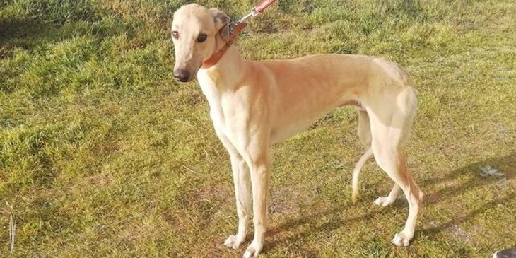 Galgos ‘esqueléticos’ en una finca de Níjar (Almería)