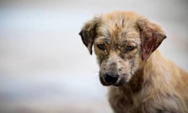 Centro Canino Besaya se hará cargo de los perros abandonados en Polanco (Cantabria)