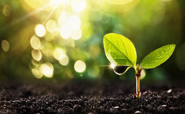 Los bosques pueden ser una inversión arriesgada para compensar las emisiones