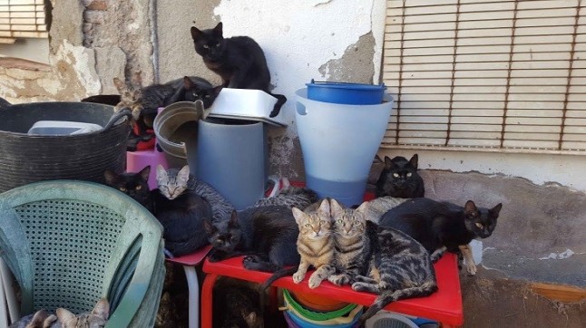 Retiran 100 gatos de una casa de 37 metros cuadrados en Málaga