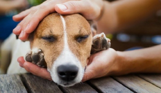 Preguntan por la investigación del envenenamiento de perros en la provincia de Alicante