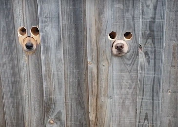 Curioso video. Hacen un par de agujeros en una valla para que sus perros puedan saludar a su dueña