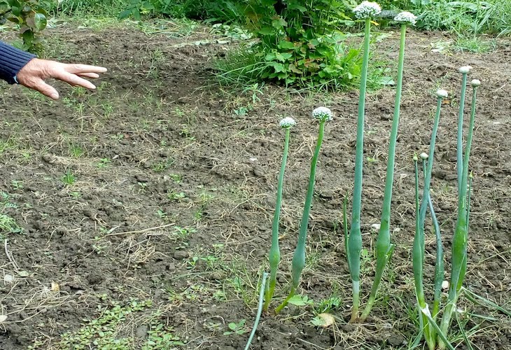 Navarra. Arakil pone en marcha una iniciativa para recuperar la biodiversidad del valle