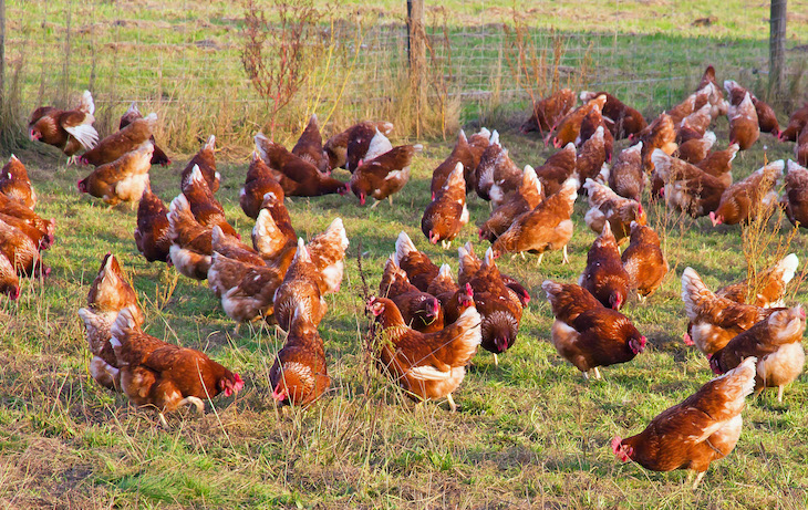 Pollo ecológico con certificado de calidad