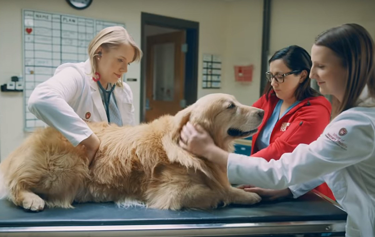 Un hombre agradece a los veterinarios que salvaron a su perro de un cáncer con un anuncio de 6 millones de dólares