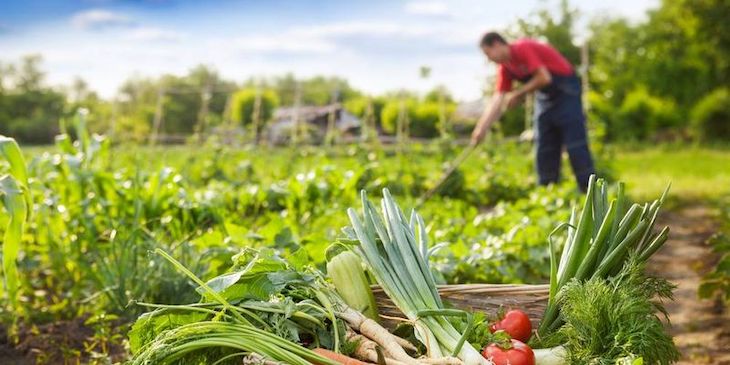 Desarrollan una herramienta para detectar fake news sobre seguridad alimentaria