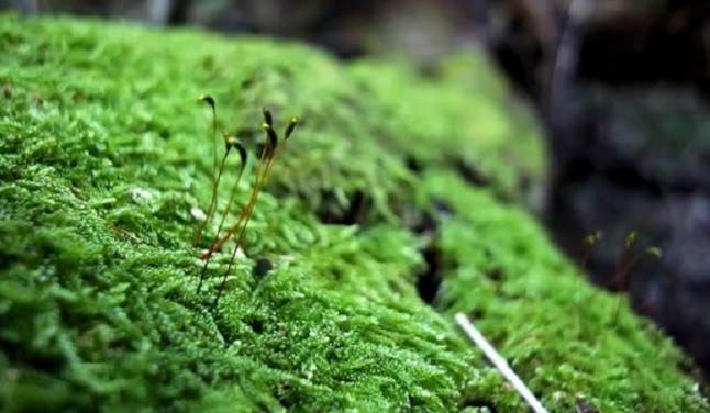 Qué te parece comer musgo