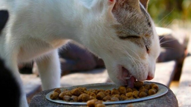 Organizan en Sevilla una recogida solidaria de comida para alimentar a mascotas de personas en riesgo de exclusión