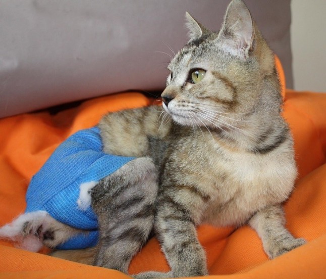 Una campaña llena Metrovalencia de fotos de perros y gatos que necesitan una familia