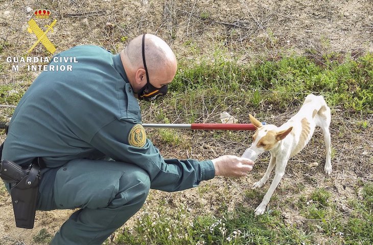 Rescatado un perro del interior de una balsa de riego en Pinos Puente (Granada)