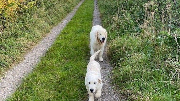 Este perro ciego consigue su propio perro guía (video)