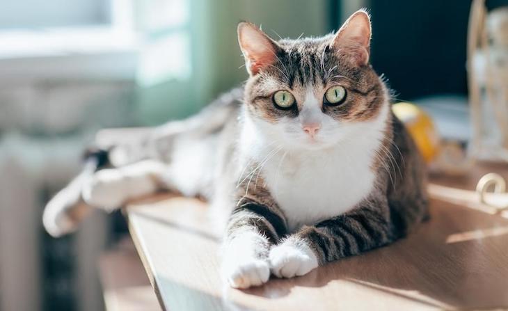 Polémica a cuenta de los ‘gatos’