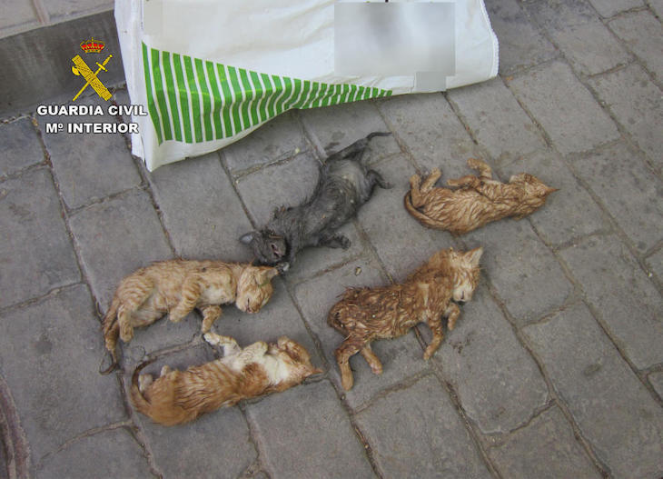 Investigan a un vecino de Caravaca como presunto autor de la muerte por asfixia de cinco cachorros de gato
