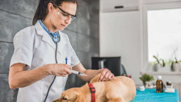 Cádiz y el Colegio de Veterinarios continuarán su ‘alianza’ en el registro de animales de compañía