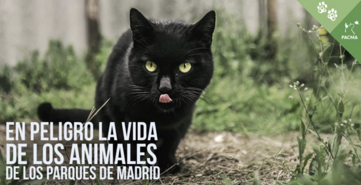 Hay que poder entrar al parque de El Retiro de Madrid para alimentar a las colonias de gatos