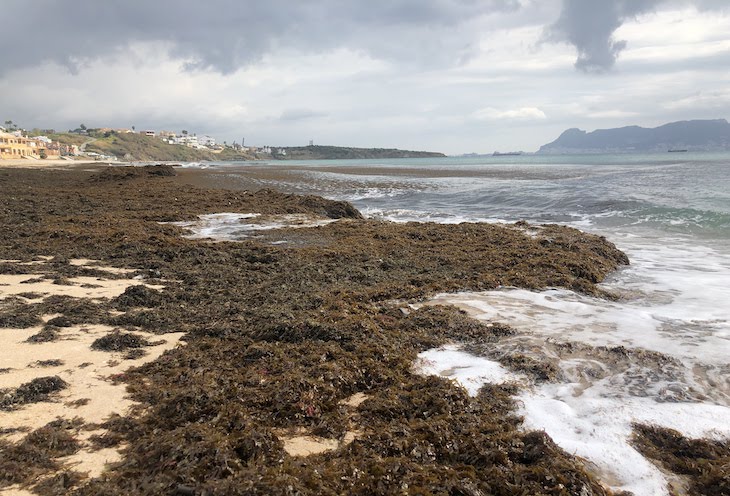 Tecnología Verde para aprovechar el alga asiática