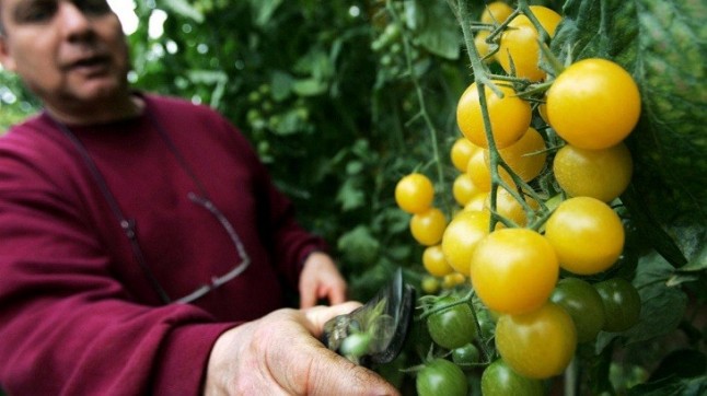 Los transgénicos no tienen cabida en una sociedad sostenible